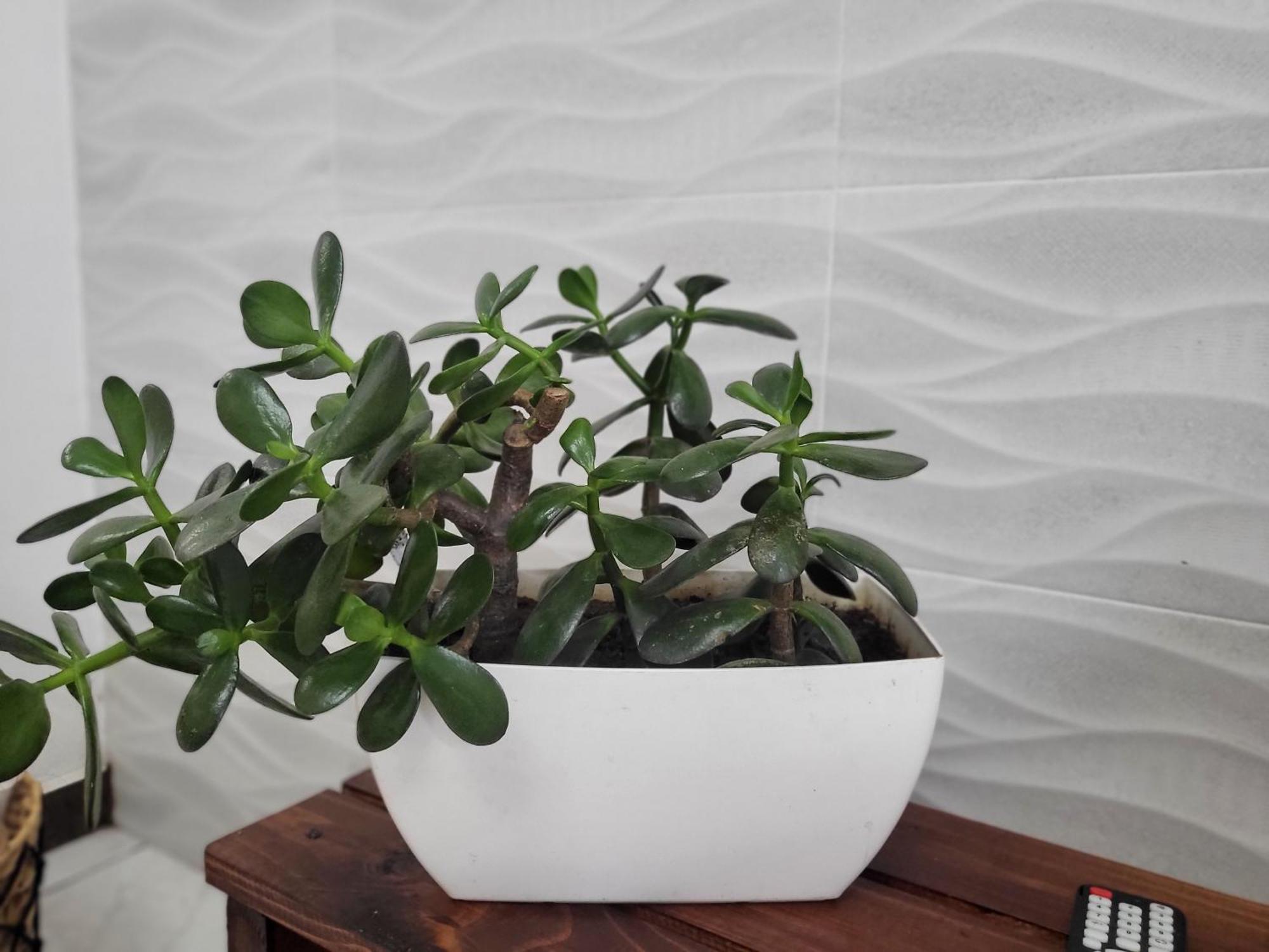 سان هوزيه Bnb Ecostay المظهر الخارجي الصورة